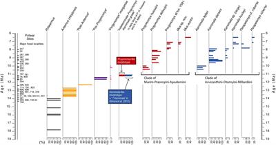 Tempo and Mode: Evidence on a Protracted Split From a Dense Fossil Record